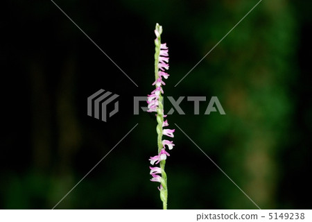Spiranthes sinensis 5149238