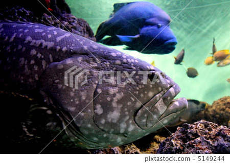 哈塔和拿破崙魚 5149244