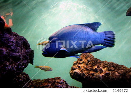 拿破崙魚 5149272
