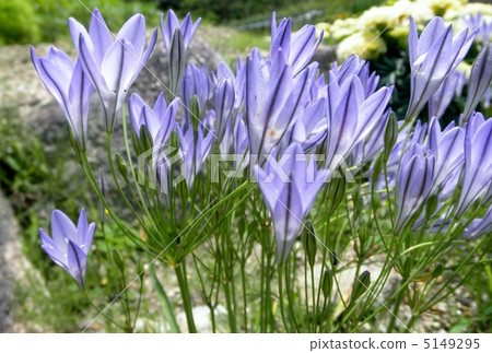 Princess Agapantha flower language: pale love Brodia 5149295