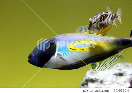 Horseshoe · Leather Jacket & Ornate · Cowfish 5149324