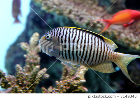 斑馬天使魚 5149343