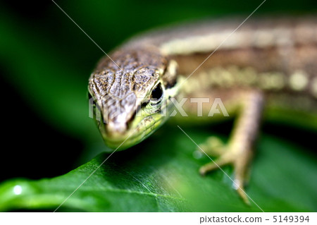 A lizard A lizard 5149394