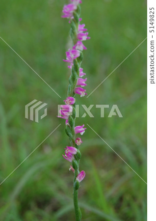 綬草 綬草 5149825