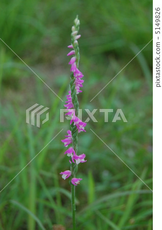 綬草 綬草 5149826