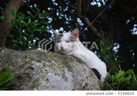 在樹的貓 5149828