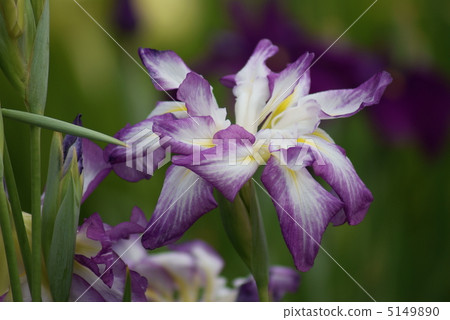 虹膜女神之冠 5149890