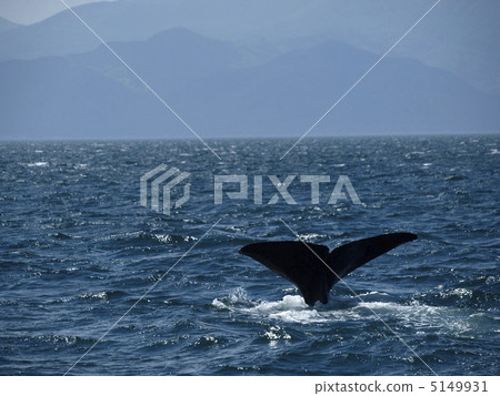 Sperm whale Sperm whale 5149931