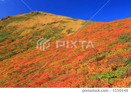 Mt. Kurikoma (Mt. Sugawa), one of the 100 famous mountains of flowers known for the most beautiful mountain autumn leaves in Japan 5150148