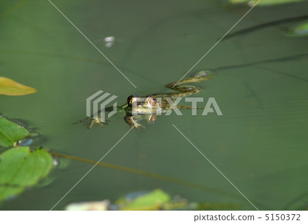 Bullfrog 5150372