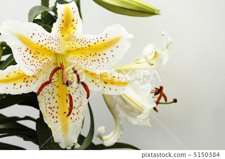 野百合 野百合 5150384