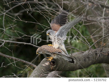 Reproductive butterfly mating 1 5150702