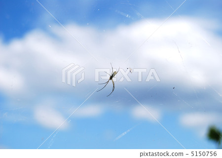 Spider and cloud Spider and cloud 5150756