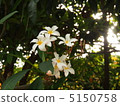 Shurumi Plumeria 5150758
