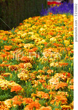 Flower garden of marigold 5150802