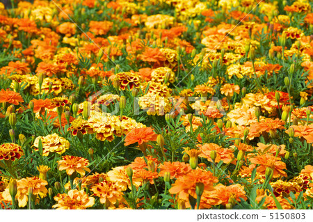 Flower garden of marigold 5150803