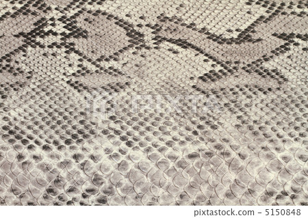 Snake Pattern Year's New Year's Card 5150848