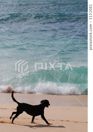 狗和波 狗和波 5151081