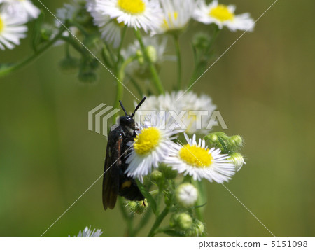 白尾白花 5151098