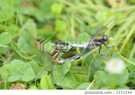 交配Shicharatombo 5151244