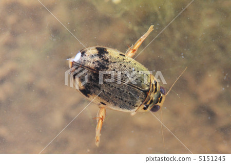 Heiro Gengen 5151245