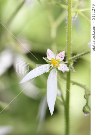 Yukinoshita Yukinoshita 5151279