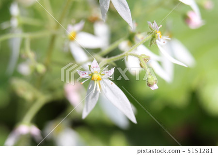 Yukinoshita Yukinoshita 5151281