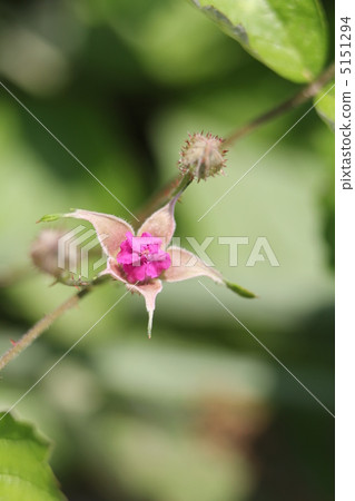 Navales草莓 5151294