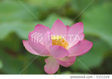 Ancient, lotus flower Ancient, lotus flower 5151329