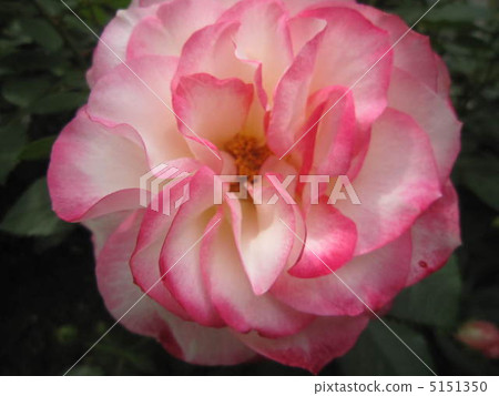 粉紅玫瑰 粉紅玫瑰 5151350