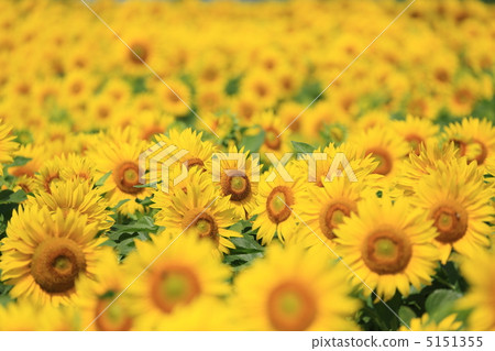 向日葵小號 5151355