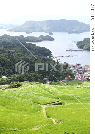 新鮮的綠色米飯露台 5151357