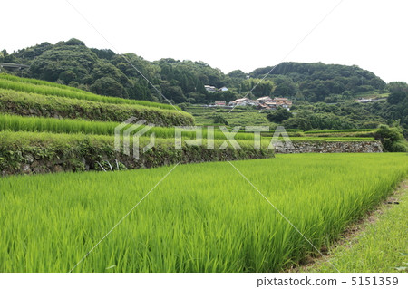 Fresh green rice terrace Fresh green rice terrace 5151359