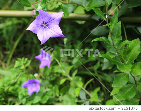 秋天的七種花 桔梗 昭和紀念公園 5151373