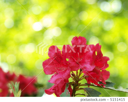 新鮮的綠色和杜鵑花 5151415