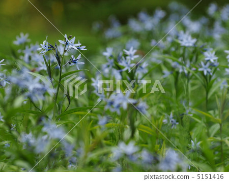 克隆之花 克隆之花 5151416