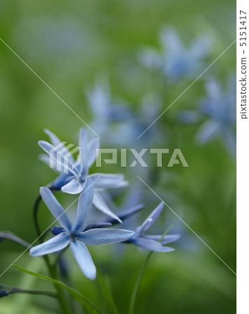 克隆之花 克隆之花 5151417