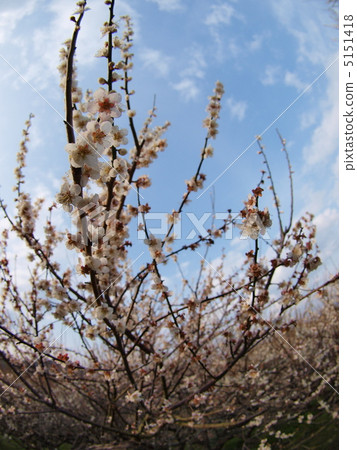 梅花 5151418
