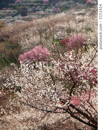 A plum grove in full bloom A plum grove in full bloom 5151424