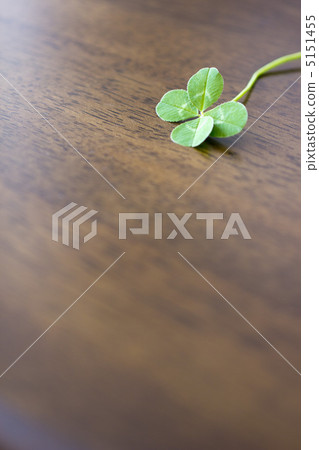 four Leaf Clover  5151455