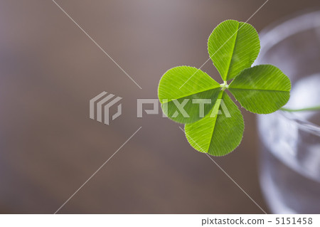 four Leaf Clover  5151458