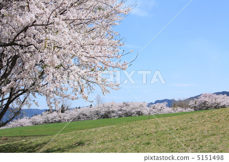 Cherry blossoms of Aso Cherry blossoms of Aso 5151498