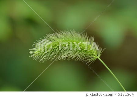 Grass tail 5151564