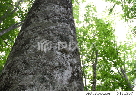 山毛櫸森林 5151597