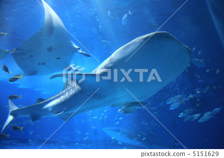 Okinawa Churaumi Aquarium 5151629