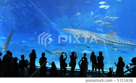 沖繩美麗海水族館 5151636
