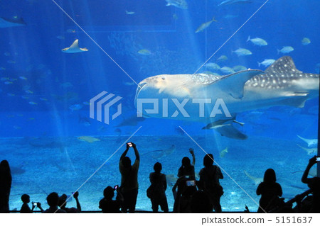 沖繩美麗海水族館 沖繩美麗海水族館 5151637