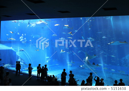 沖繩美麗海水族館 沖繩美麗海水族館 5151638
