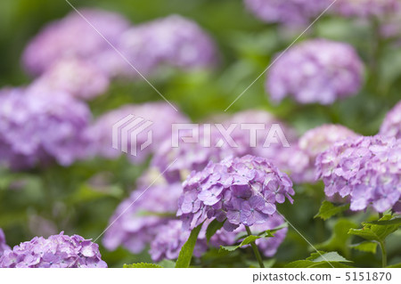 繡球花與雨 繡球花與雨 5151870