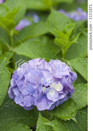 Hydrangea flowers after the rain Hydrangea flowers after the rain 5151871
